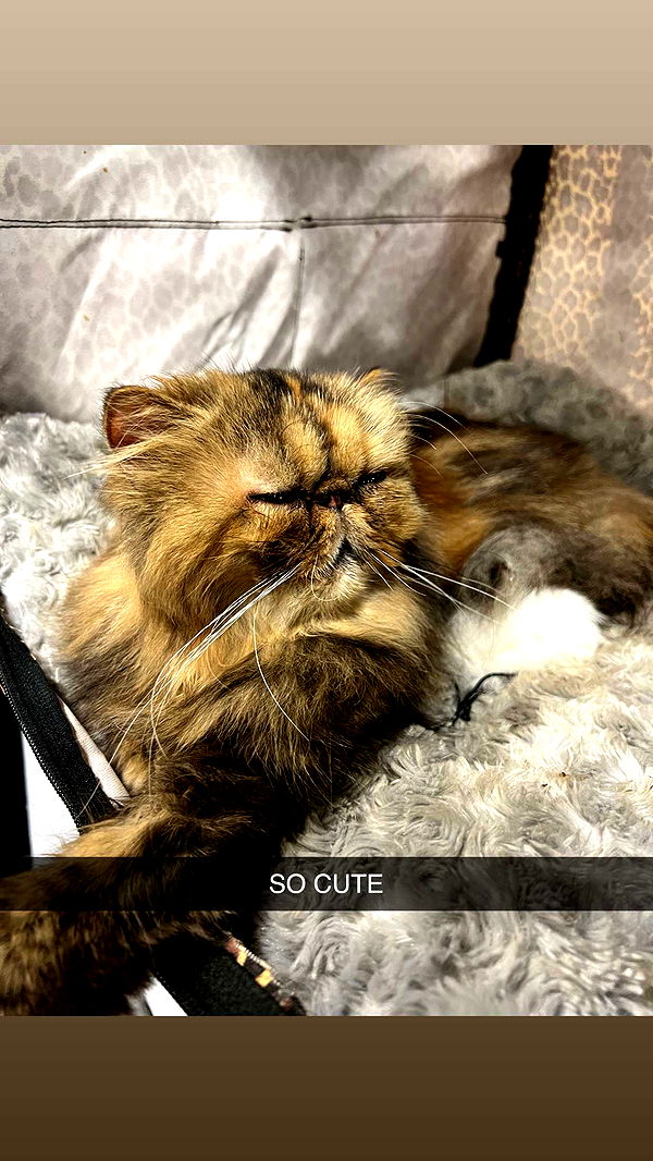 carmmieecat image ~ Altpins