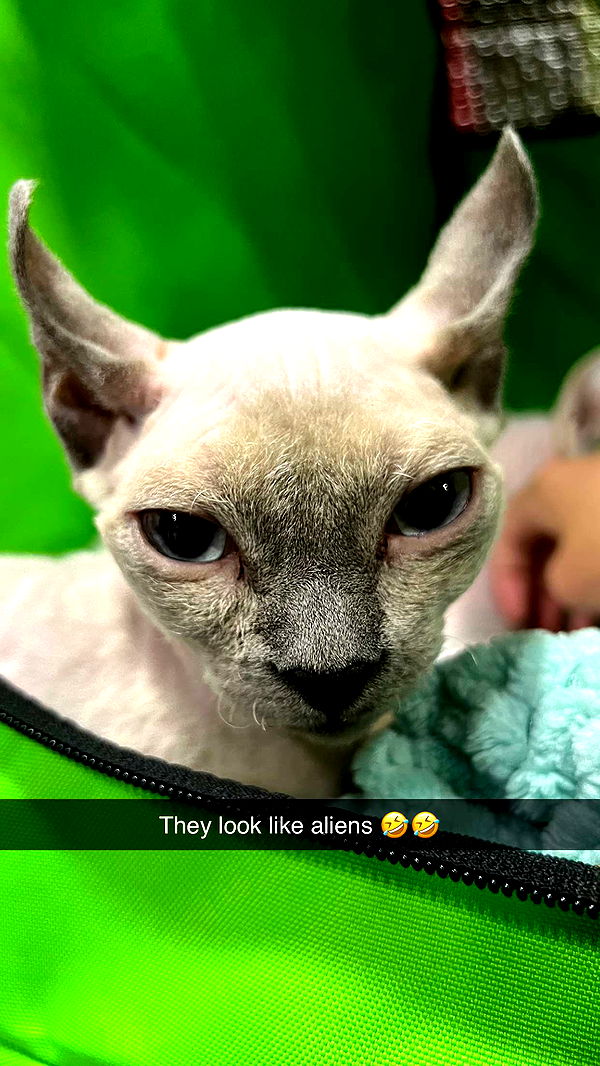 carmmieecat image ~ Altpins