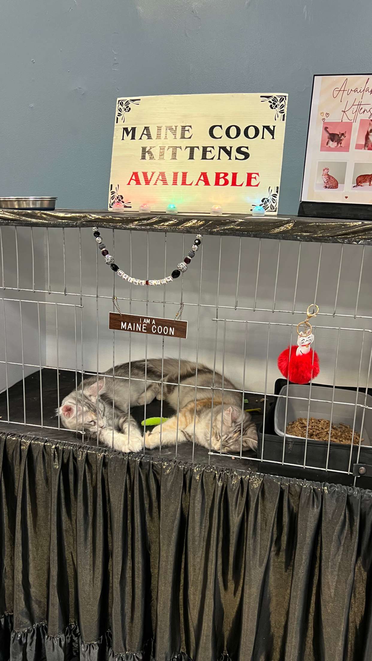 carmmieecat snapchat image archive image