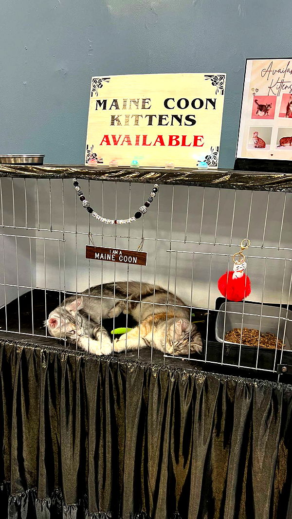 carmmieecat image ~ Altpins