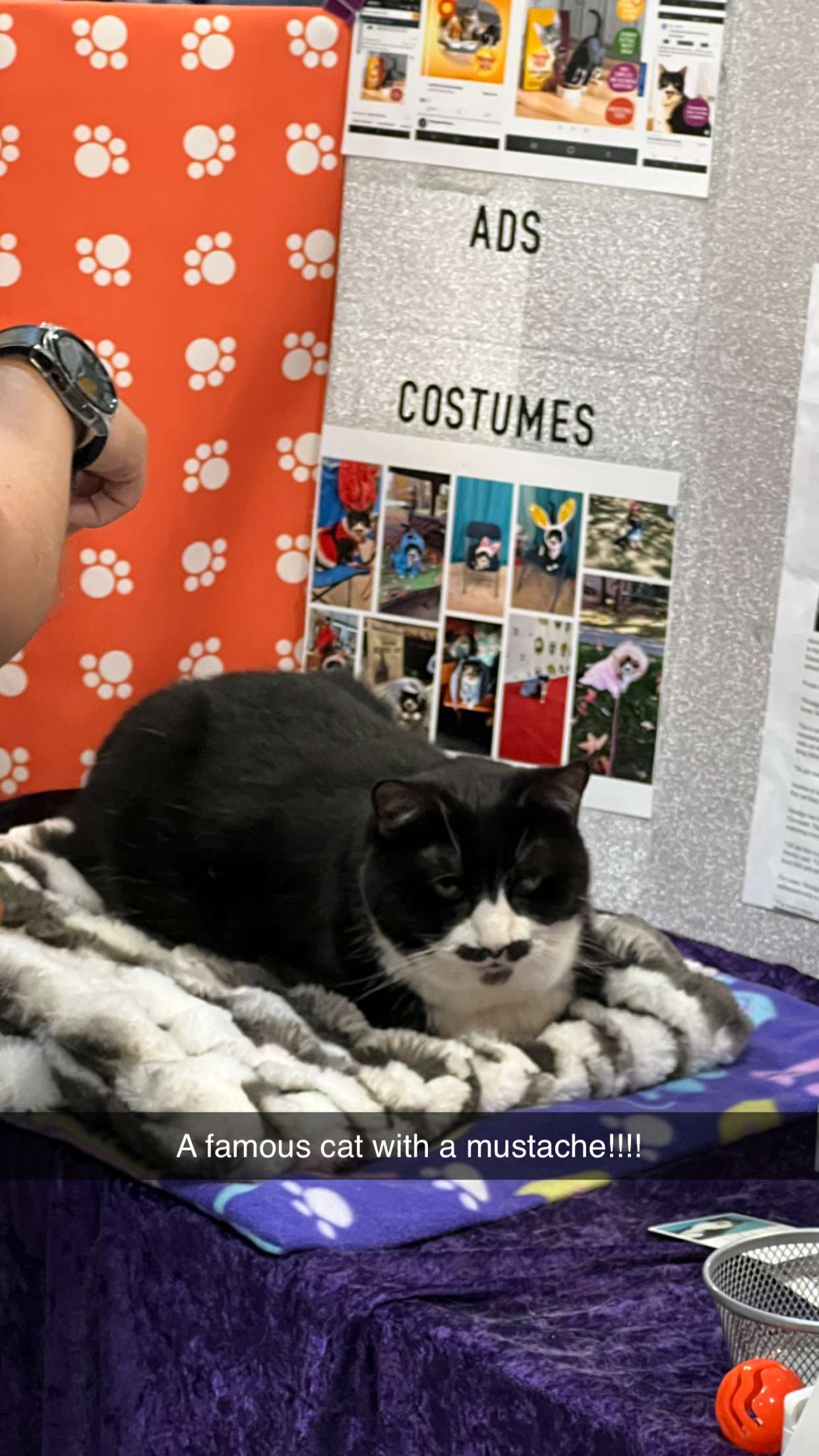 carmmieecat snapchat image archive image