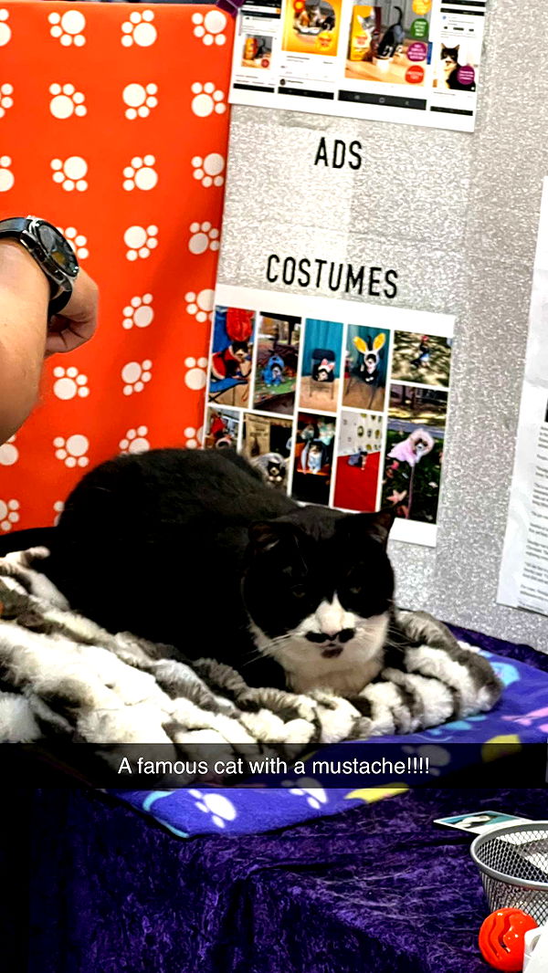 carmmieecat image ~ Altpins