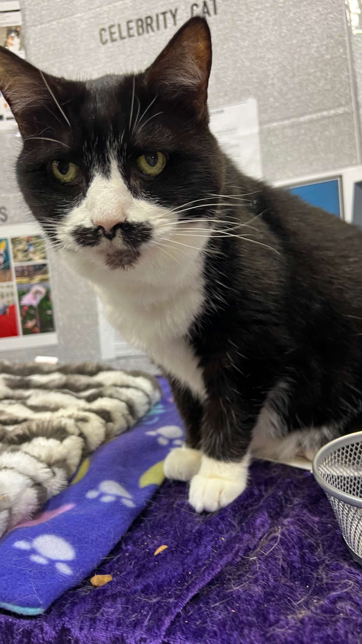 carmmieecat snapchat image archive image