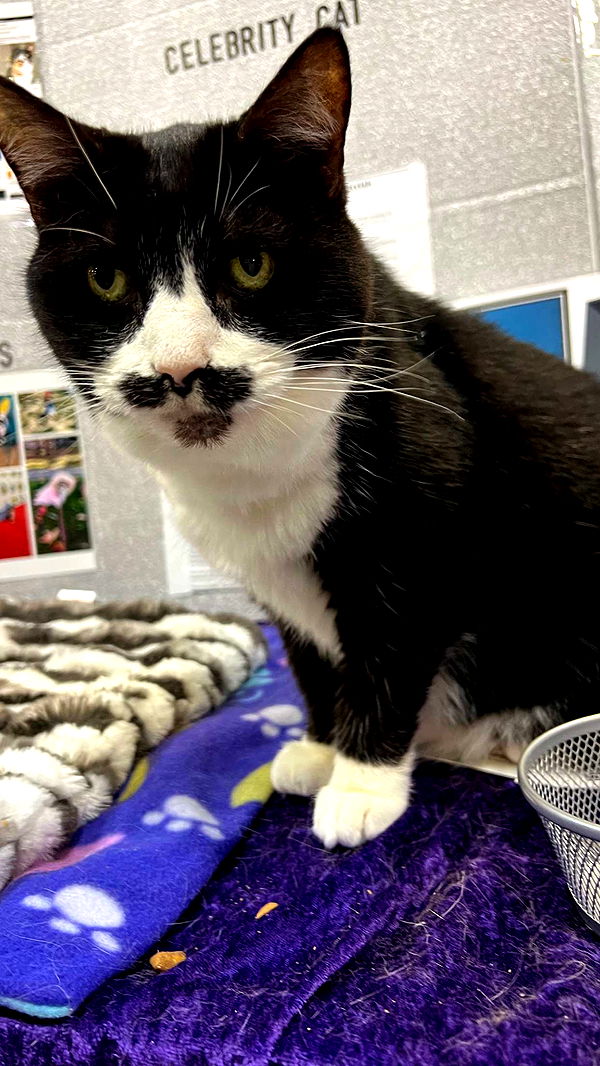 carmmieecat image ~ Altpins