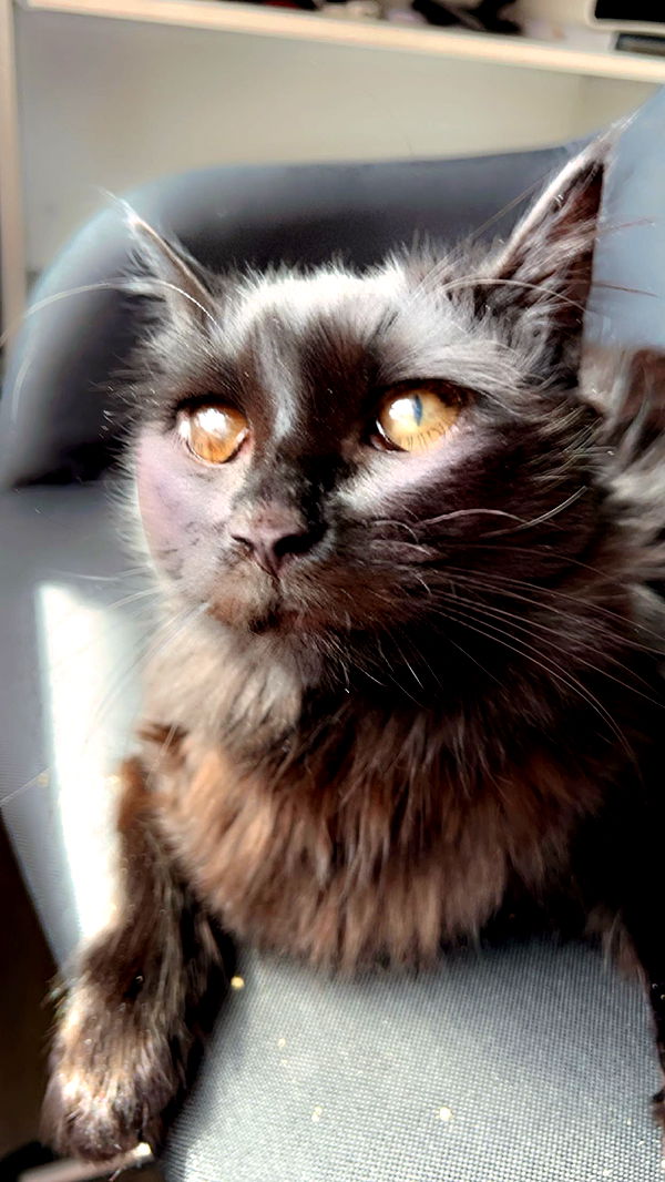 carmmieecat image ~ Altpins