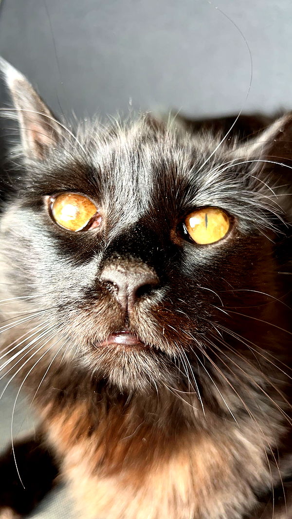 carmmieecat image ~ Altpins