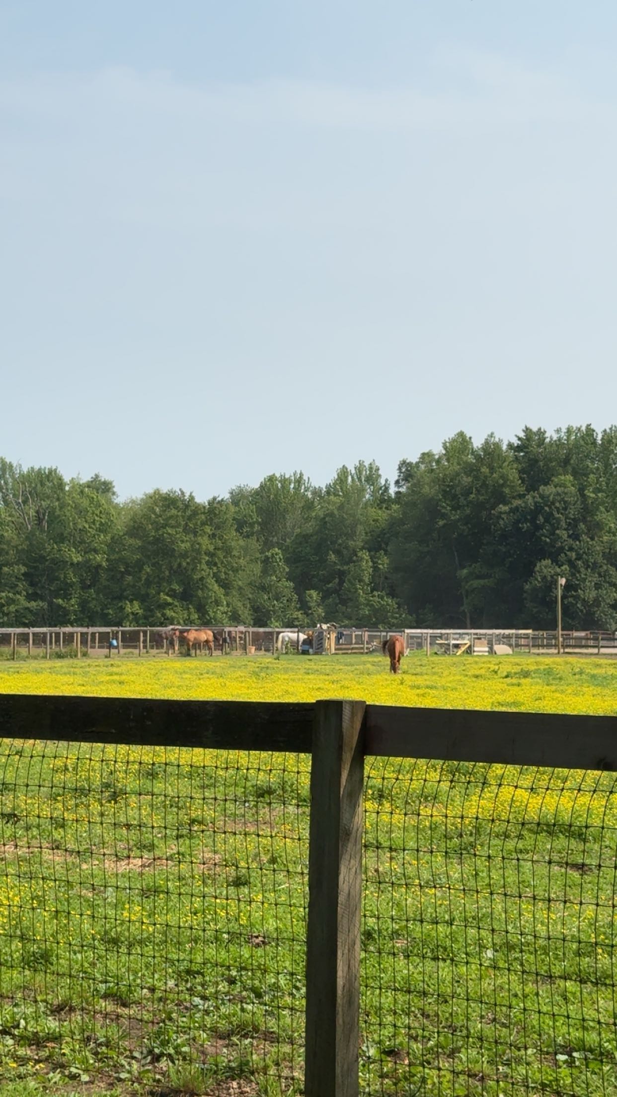 carmmieecat snapchat image archive image