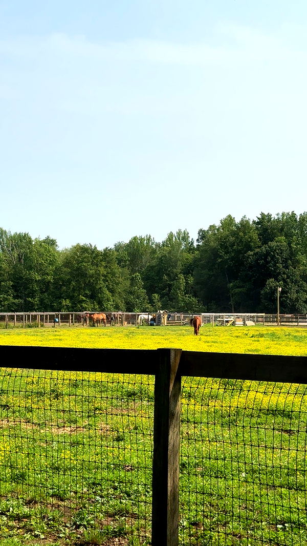 carmmieecat image ~ Altpins