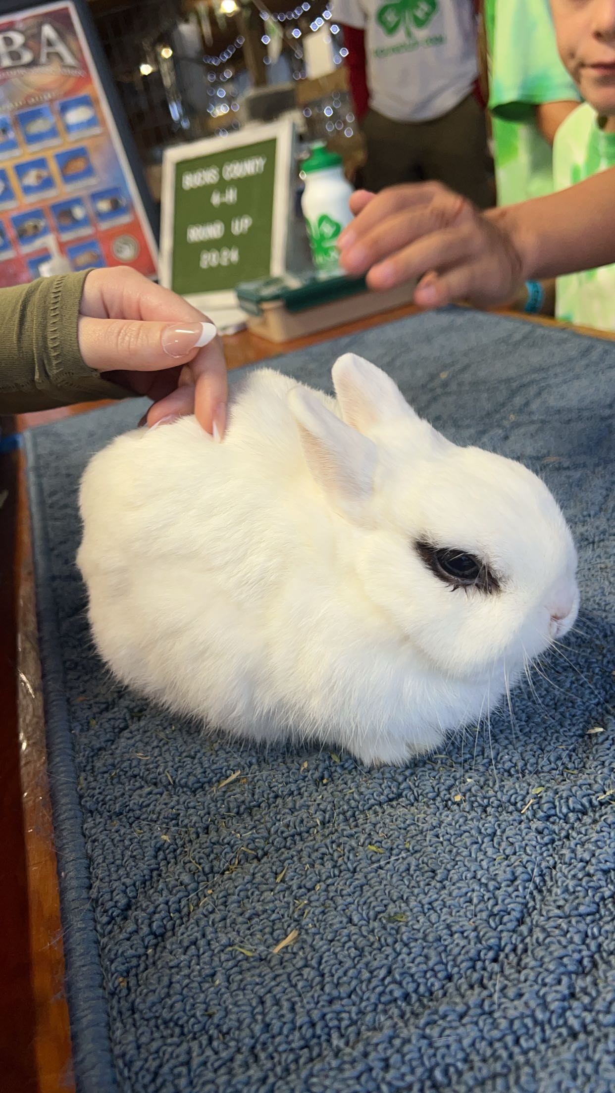 carmmieecat snapchat image archive image