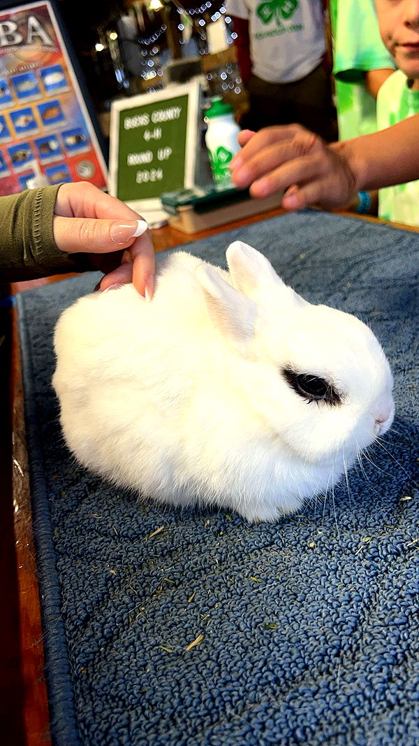 carmmieecat image ~ Altpins