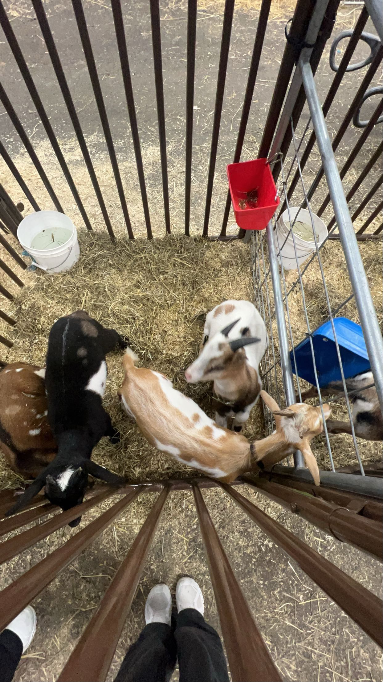 carmmieecat snapchat image archive image