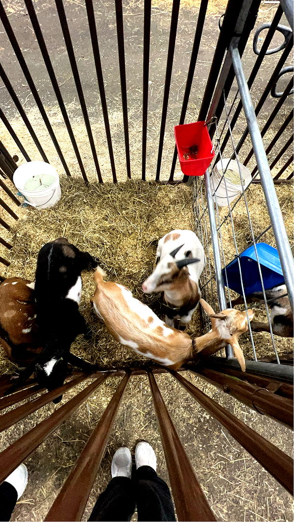 carmmieecat image ~ Altpins