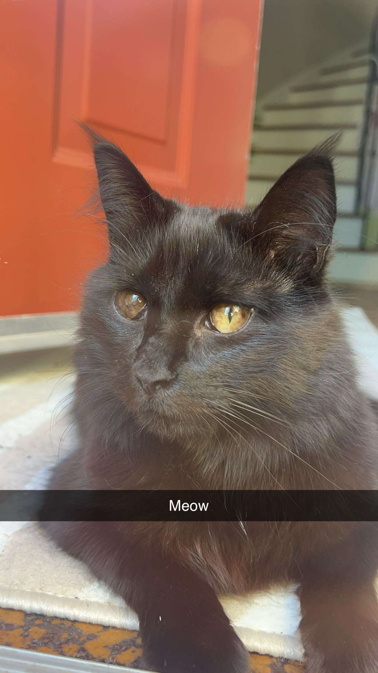 carmmieecat snapchat image archive image