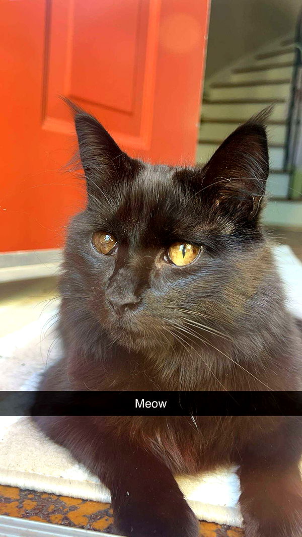 carmmieecat image ~ Altpins