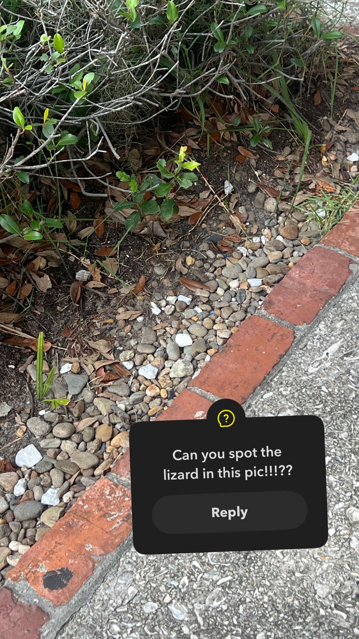 carmmieecat snapchat image archive image