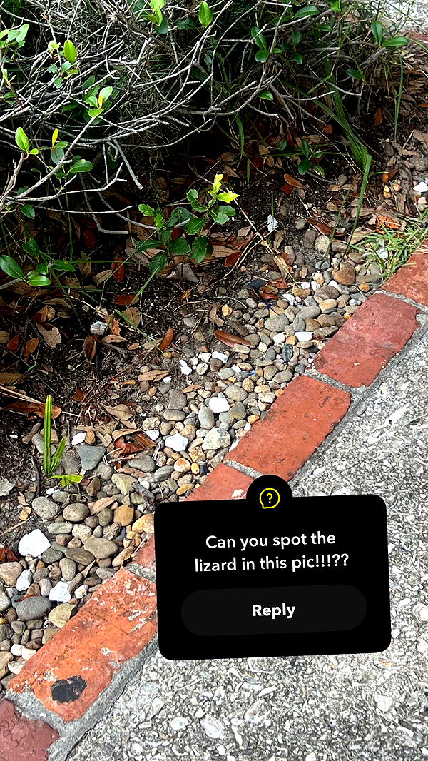 carmmieecat image ~ Altpins