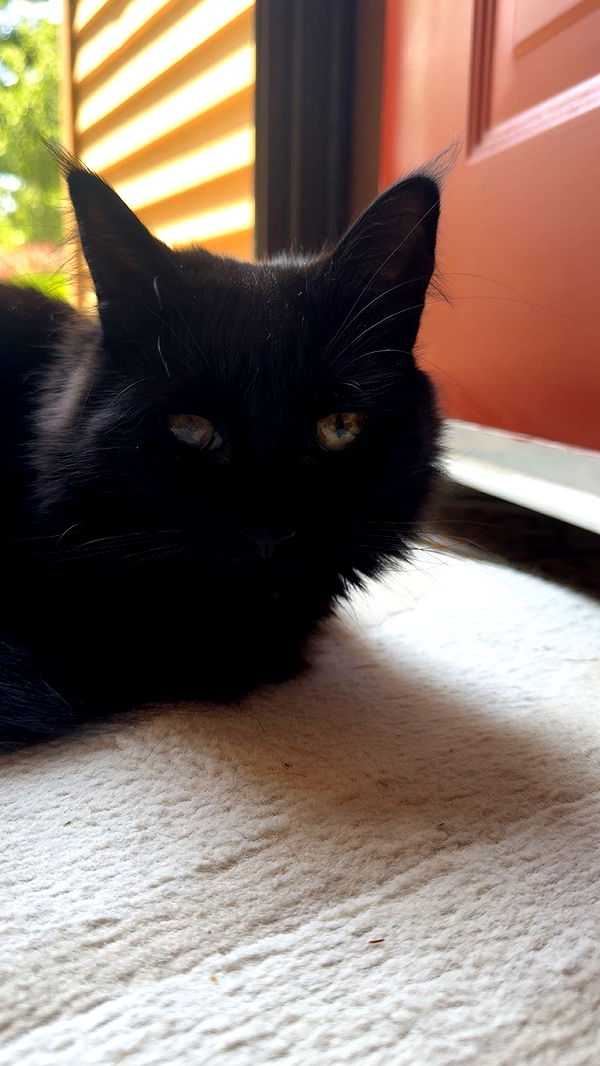 carmmieecat image ~ Altpins