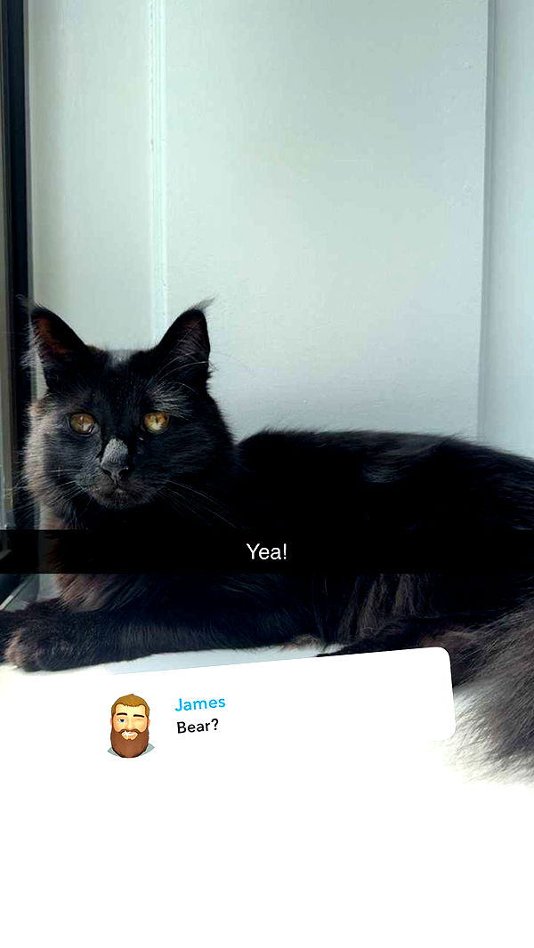 carmmieecat image ~ Altpins