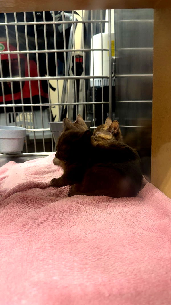 carmmieecat image ~ Altpins