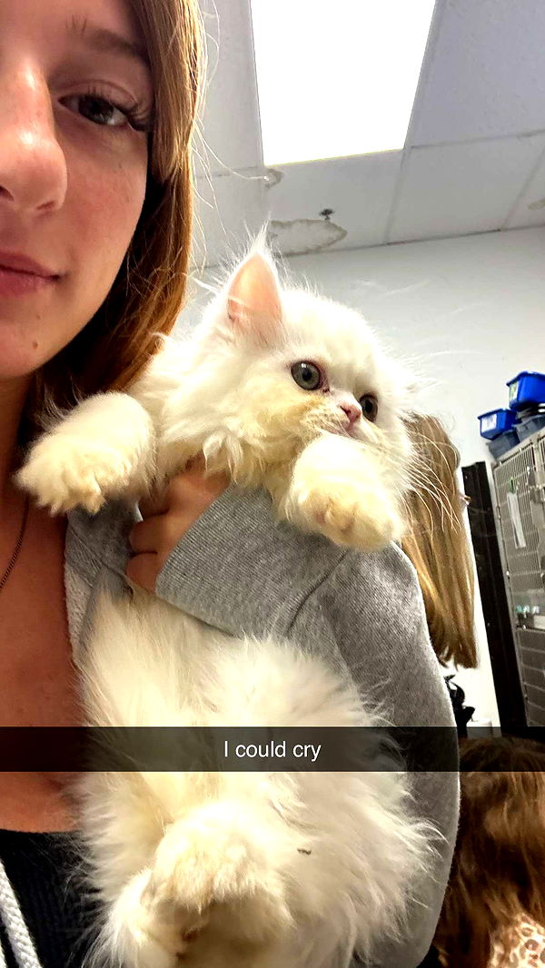 carmmieecat image ~ Altpins