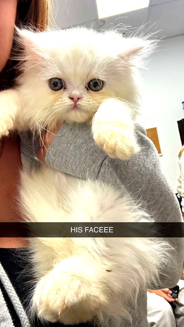 carmmieecat image ~ Altpins