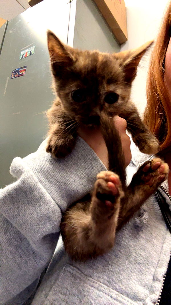 carmmieecat image ~ Altpins