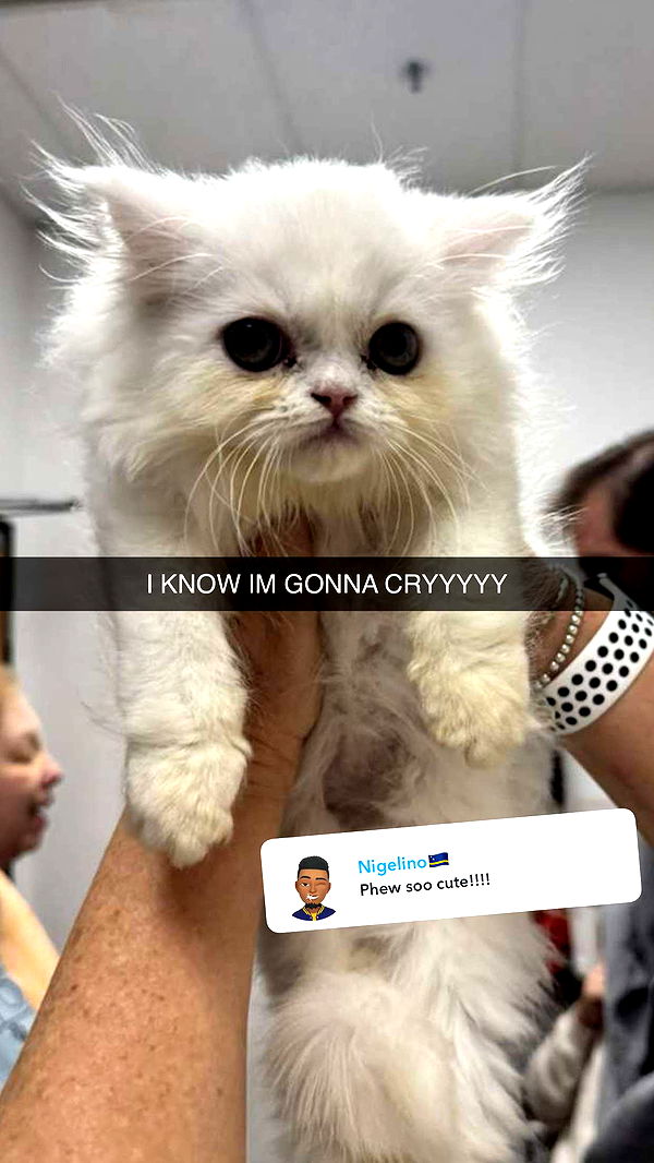 carmmieecat image ~ Altpins