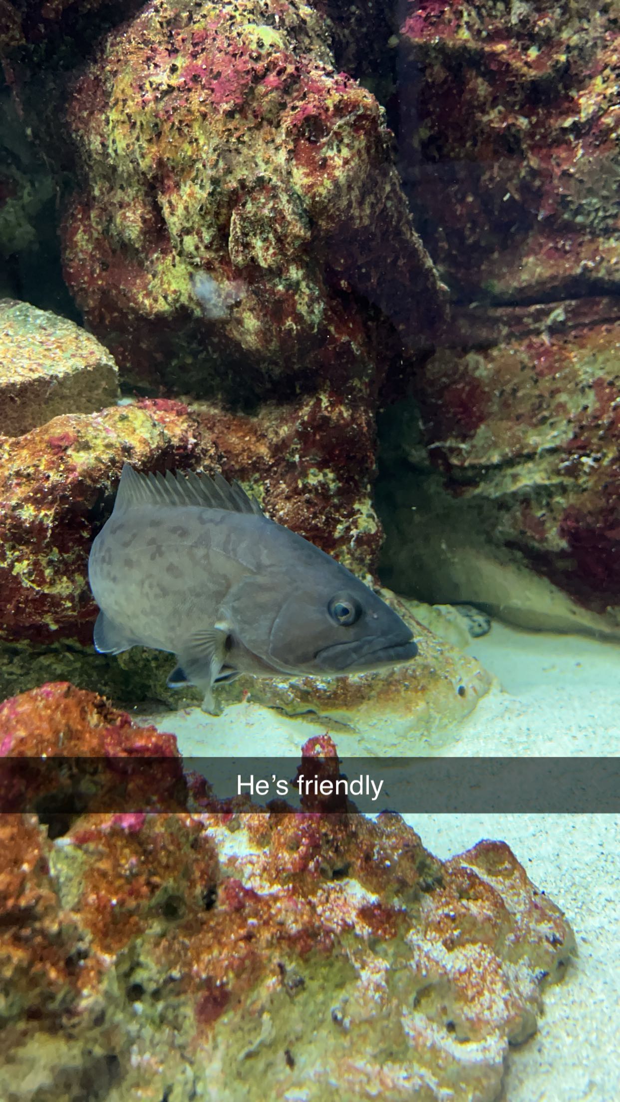 carmmieecat snapchat image archive image