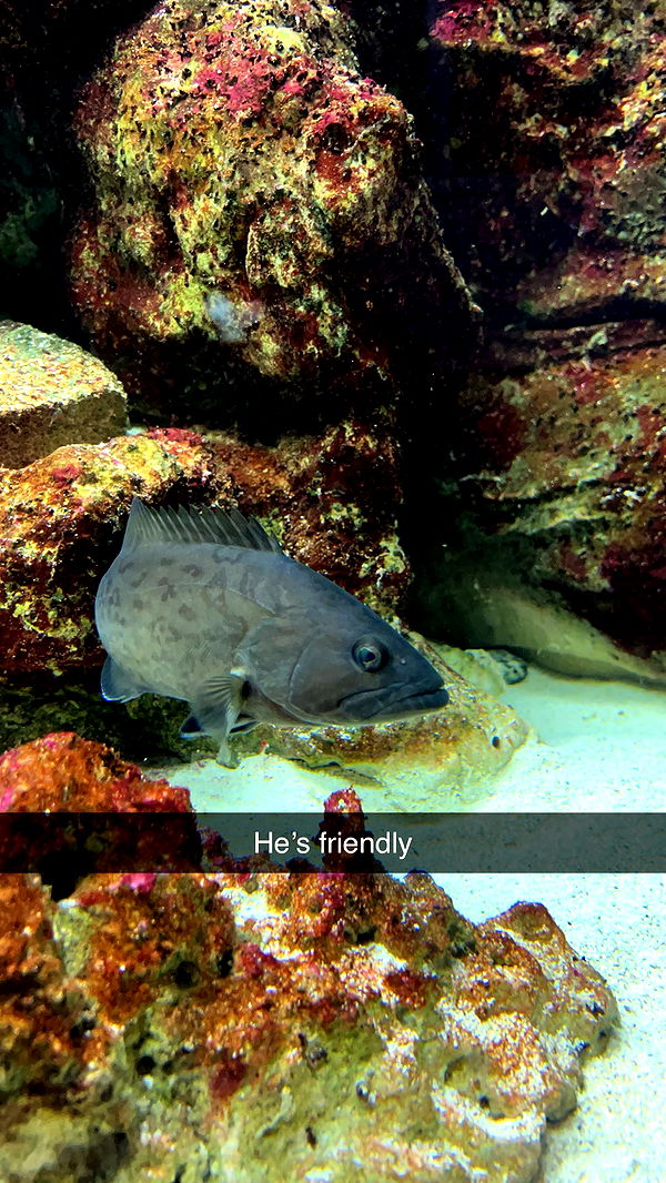 carmmieecat image ~ Altpins