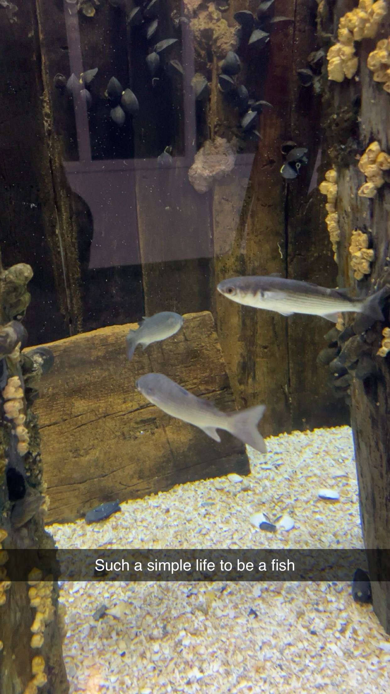 carmmieecat snapchat image archive image