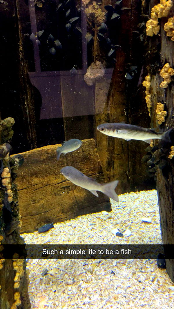 carmmieecat image ~ Altpins