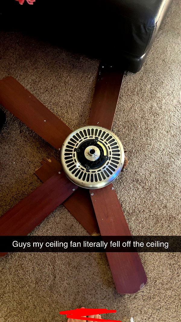 carmmieecat image ~ Altpins