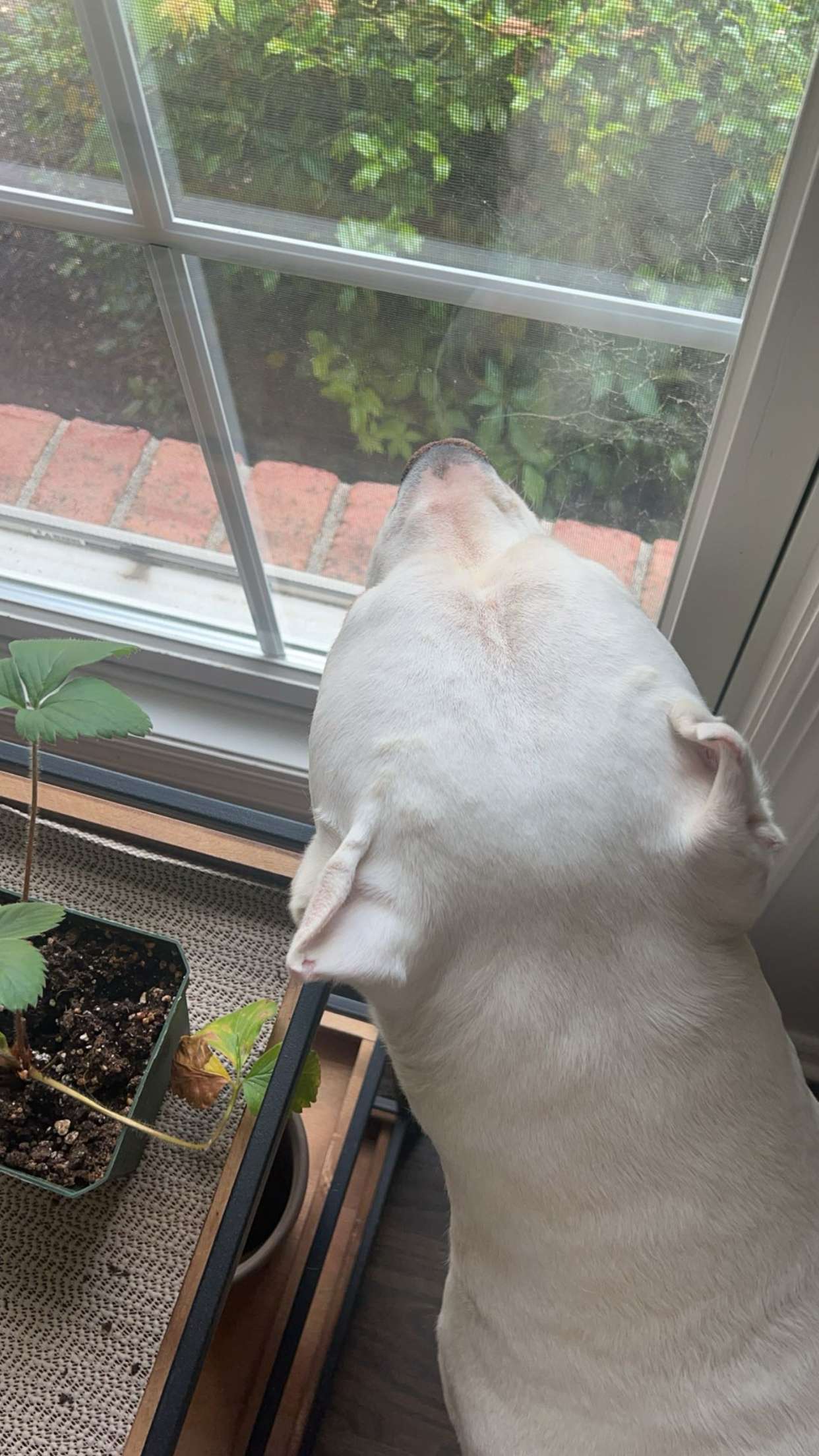 carmmieecat snapchat image archive image