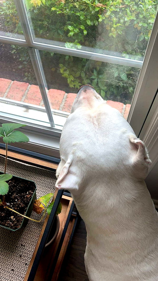 carmmieecat image ~ Altpins