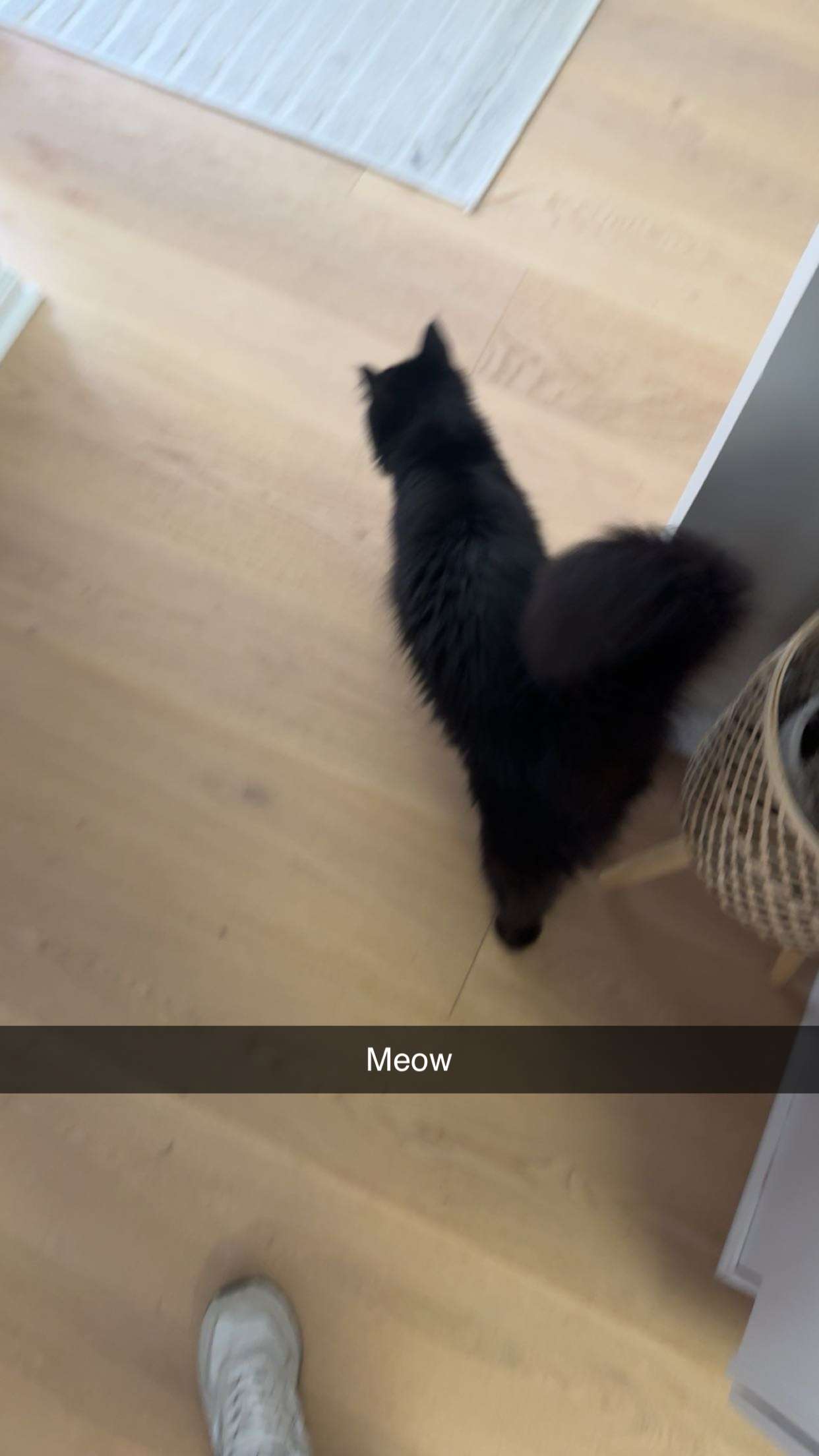 carmmieecat snapchat image archive image