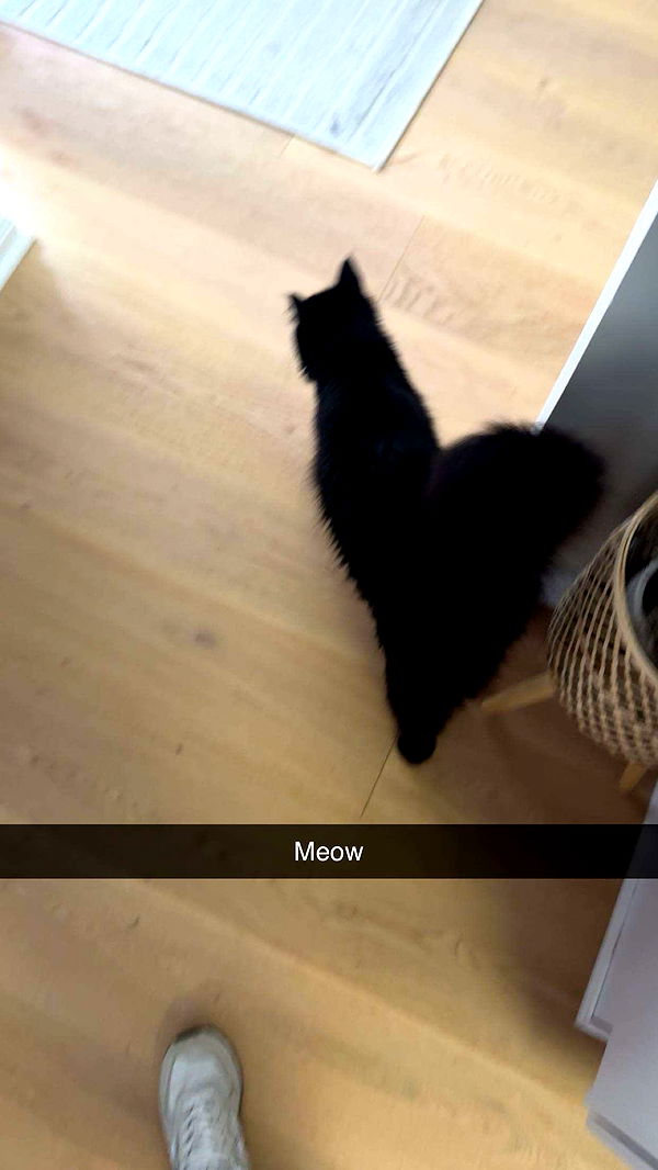 carmmieecat image ~ Altpins