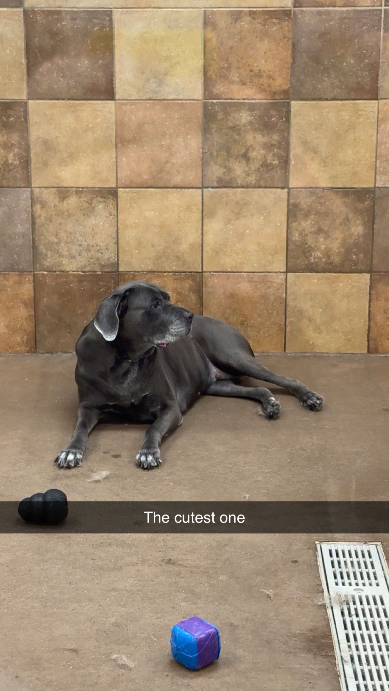 carmmieecat snapchat image archive image