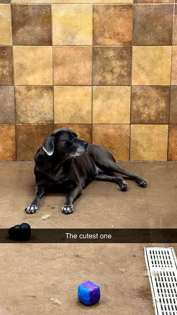 carmmieecat image ~ Altpins