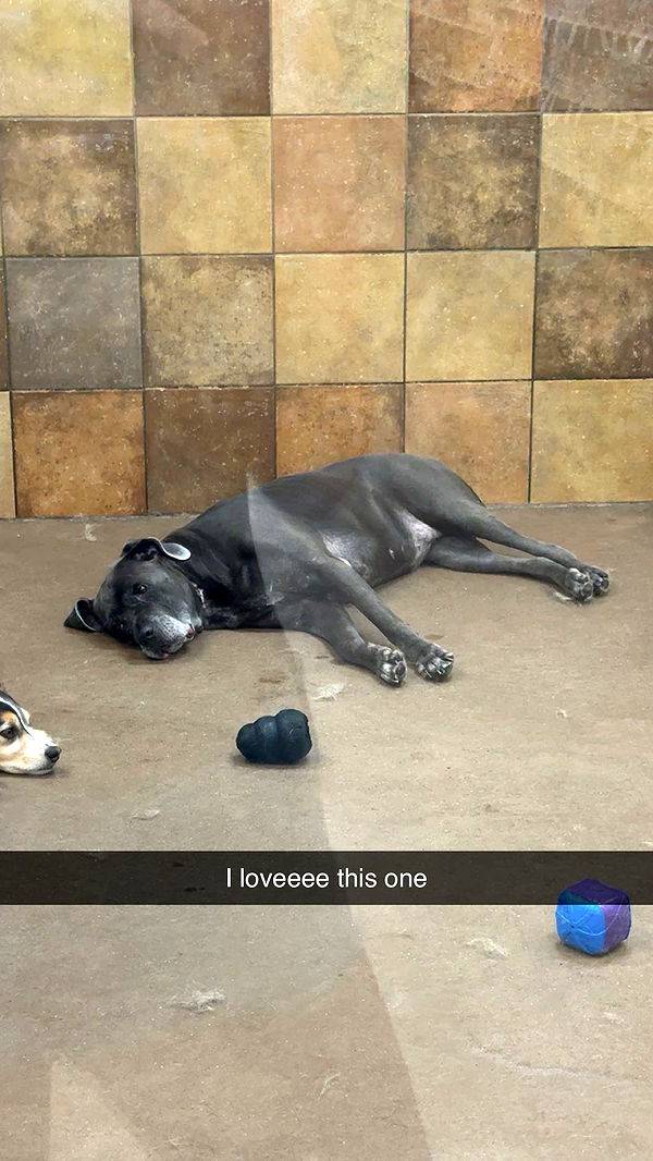 carmmieecat image ~ Altpins