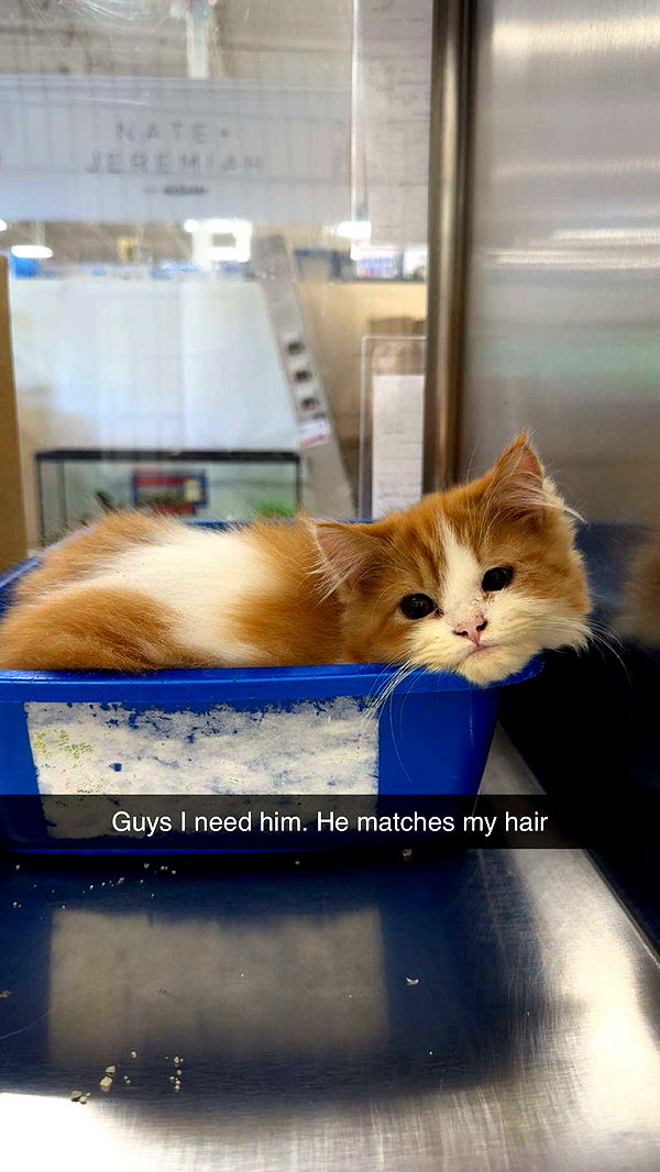 carmmieecat image ~ Altpins