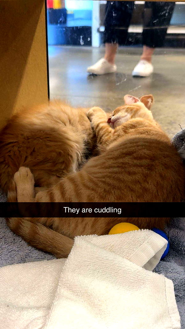 carmmieecat image ~ Altpins