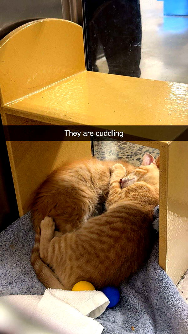 carmmieecat image ~ Altpins