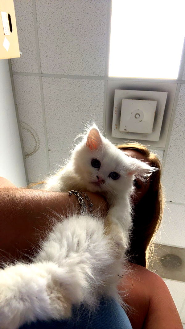 carmmieecat image ~ Altpins