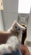 carmmieecat Altpins Profile Picture