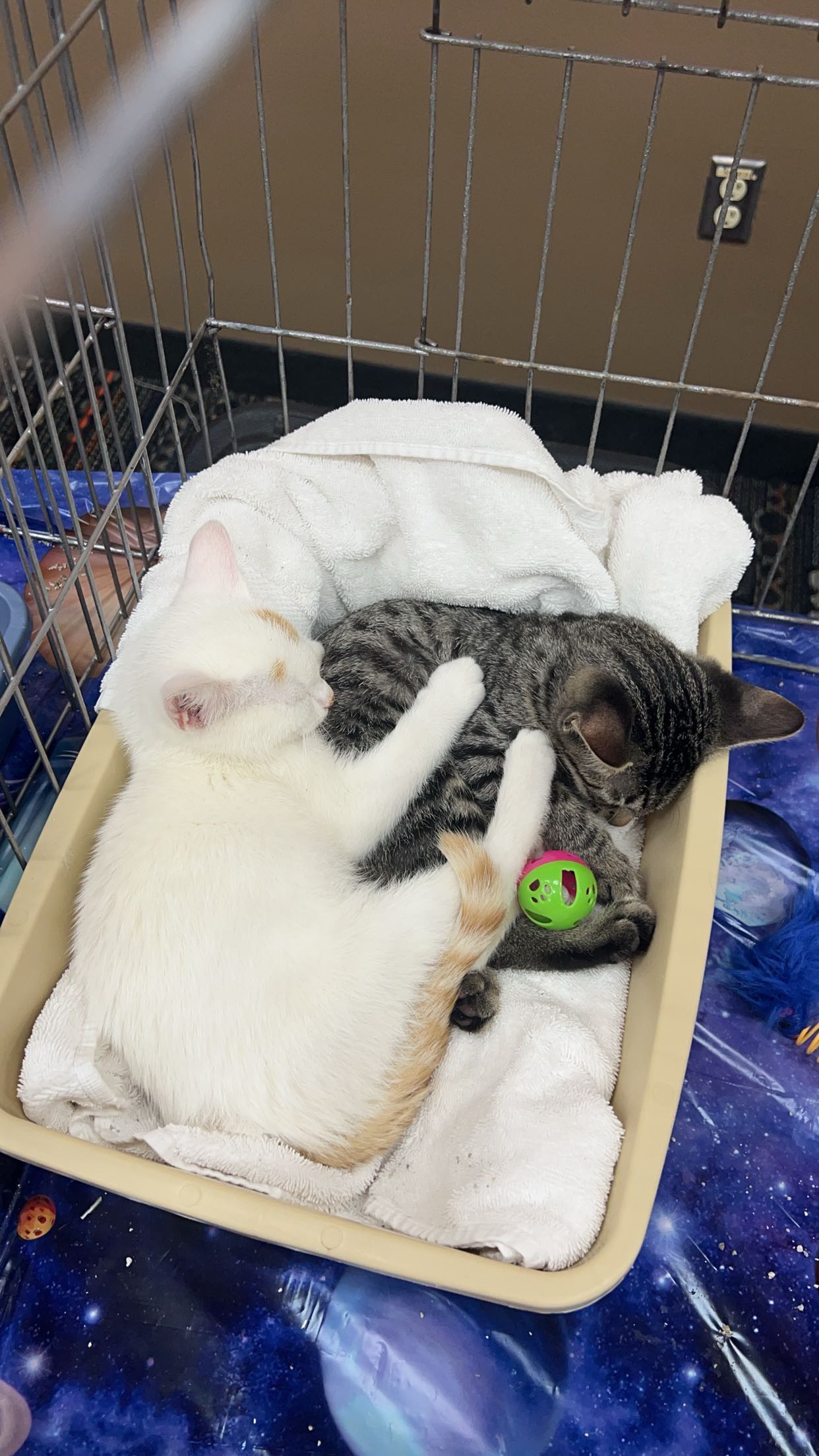 carmmieecat snapchat image archive image