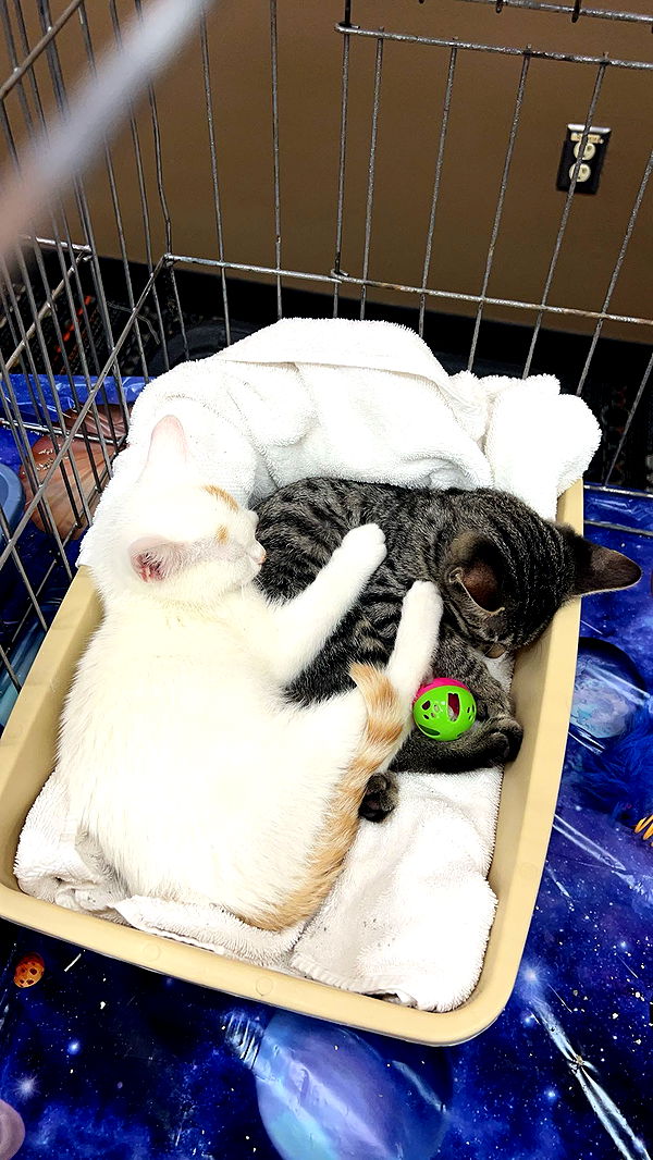 carmmieecat image ~ Altpins