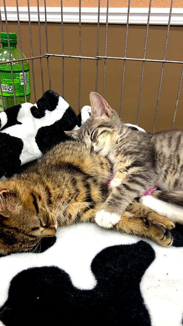 carmmieecat image ~ Altpins