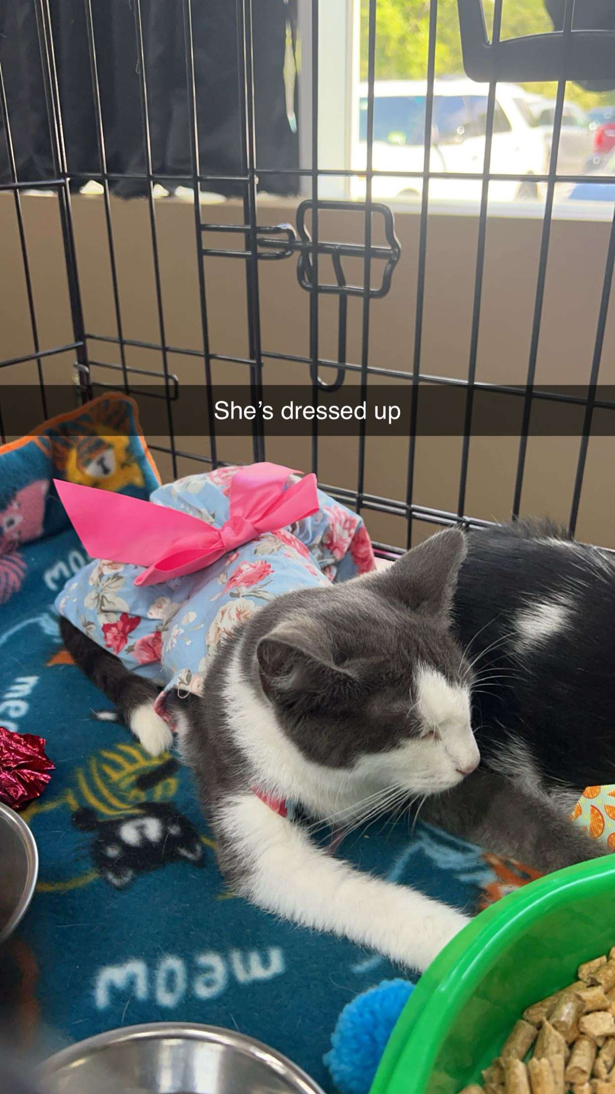 carmmieecat snapchat image archive image