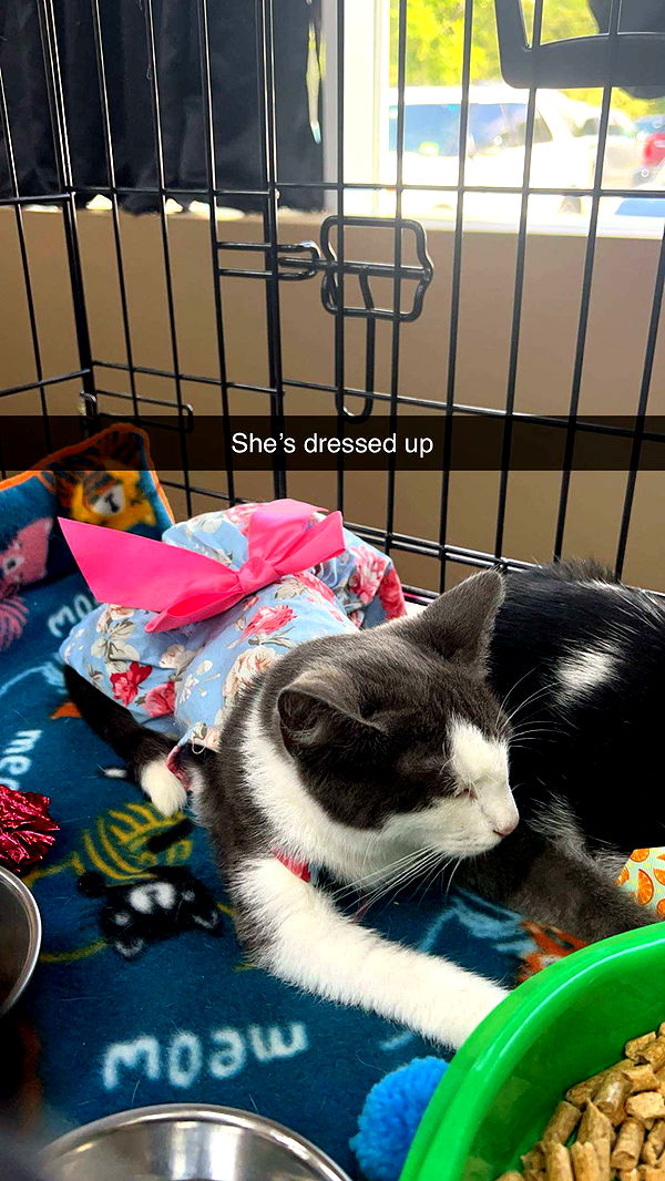 carmmieecat image ~ Altpins