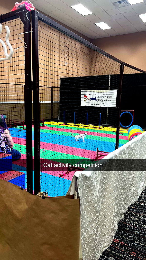 carmmieecat image ~ Altpins